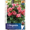 Double Camelia Flora begónia gumó - De Ree