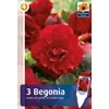 Dupla szirmú Double Red begónia gumó - De Ree