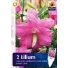 Lotus Joy dupla szirmú liliom virághagyma - De Ree