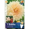 Dahlia Cafe au Lait ÓRIÁSVIRÁGÚ - DINNERPLATE
