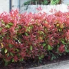 Photinia fraseri RedRobin - Korallberkenye 80-100cm