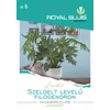 Szeldelt levelű filodendron - RoyalSluis - Philodendron Selloum