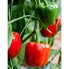 California Wonder - Kaliforniai PAPRIKA - ZKI