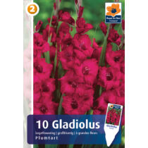 Gladiolus Plumtart