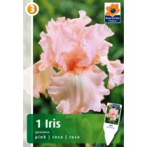 Nőszirom - Iris germanica Pink