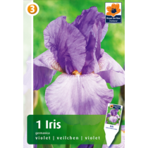 Nőszirom - Iris germanica Viola