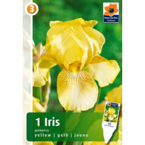 Nőszirom - Iris germanica Yellow