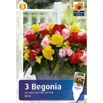 Begonia Non-Stop MIX