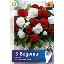 Begonia Fimbriata Red-White - SZEGFŰVIRÁGÚ
