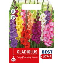 Gladiolus Largeflowered MIX 10db BestBudget