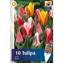 Tulipán Greigii Mix - alacsony színkeverék