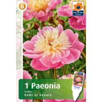 Paeonia lactiflora Bowl of Beauty - ILLATOS