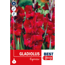 Gladiolus Espresso  KLASSZIKUS BestBudget