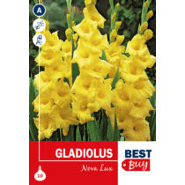 Gladiolus Nova Lux BestBudget