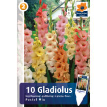 Gladiolus Largeflowered Pastel MIX 10db