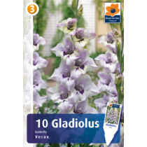 Gladiolus Verax