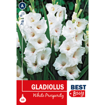 Gladiolus White Prosperity - HÓFEHÉR BestBudget