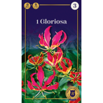 Koronásliliom - Gloriosa superba Rotschildiana