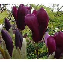 Magnolia lilioflora Nigra K10 80/100