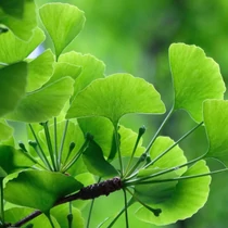 Ginkgo biloba - Gömbre nevelt páfrányfenyő 40/60
