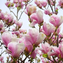 Magnolia soulangea - Hibrid liliomfa 80/100