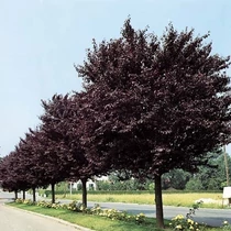 Prunus cerasifera 'Nigra' - Törzsre oltott vérszilva 200+