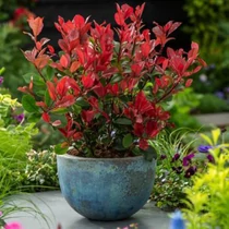 Photinia fraseri Little RedRobin - Törpe korallberkenye 30-40cm