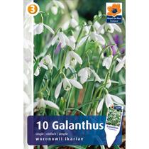Hóvirág Galanthus Single 'Woronowii Ikariae'