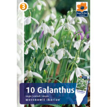 Hóvirág Galanthus Single 'Woronowii Ikariae'