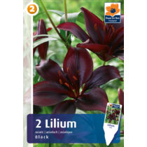 Liliom 'Asiatic Hybrid Black' - Ázsiai Fekete Liliom