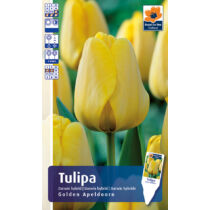 Tulipán Golden Apeldoorn