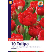 Tulipán 'Miranda'