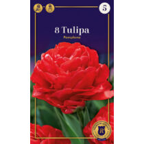 Tulipán 'Pamplona'