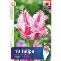 Tulipán 'Purple Circus'