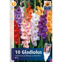 Gladiolus Largeflowered MIX 10db NAGYVIRÁGÚ