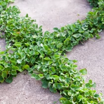 Kép 3/3 - Dichondra_otletes_szegely