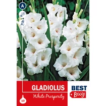 Kép 1/2 - Gladiolus White Prosperity - HÓFEHÉR BestBudget