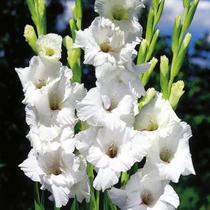 Gladiolus White Prosperity - HÓFEHÉR KARDVIRÁG