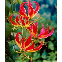 Koronásliliom - Gloriosa superba 'Rotschildiana'