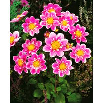 Dahlia Mignon Hartenaas - ALACSONY CSOKROS