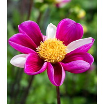Dahlia Mignon Smarty - ALACSONY CSOKROS DÁLIA
