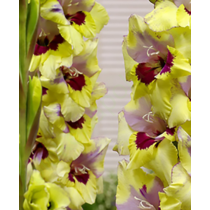 Gladiolus Largeflowering 'Oracle'