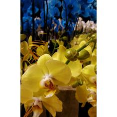 Szobanövények, Orchideák Tápanyagellátása Szobanövények, Orchideák Tápanyagellátása