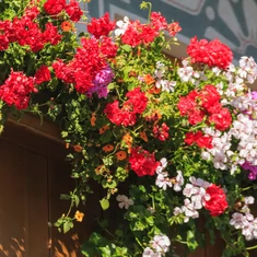 Tápoldatok, lombtrágyák