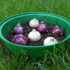 Virághagyma ültető kellékek