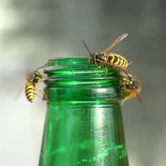 Rovarok elleni szerek