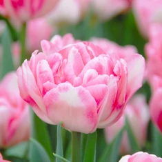 Tulipánok