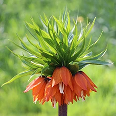 Liliomfélék