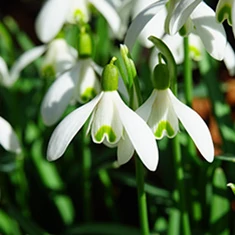 Legkorábbi virágzók - hóvirág, muscari, krókusz...
