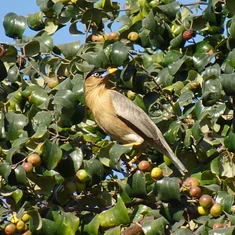 Madárkár elleni termékek